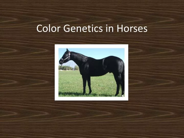 Color Testing For Horses
