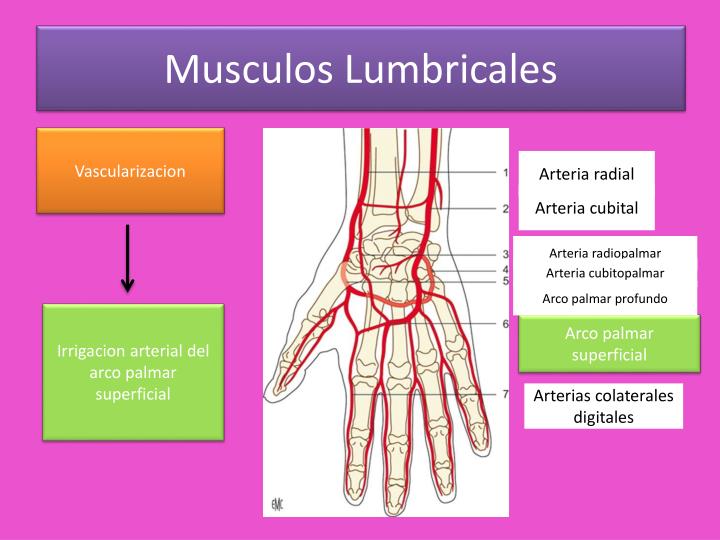 Ppt Musculos De La Mano Powerpoint Presentation Id1949237