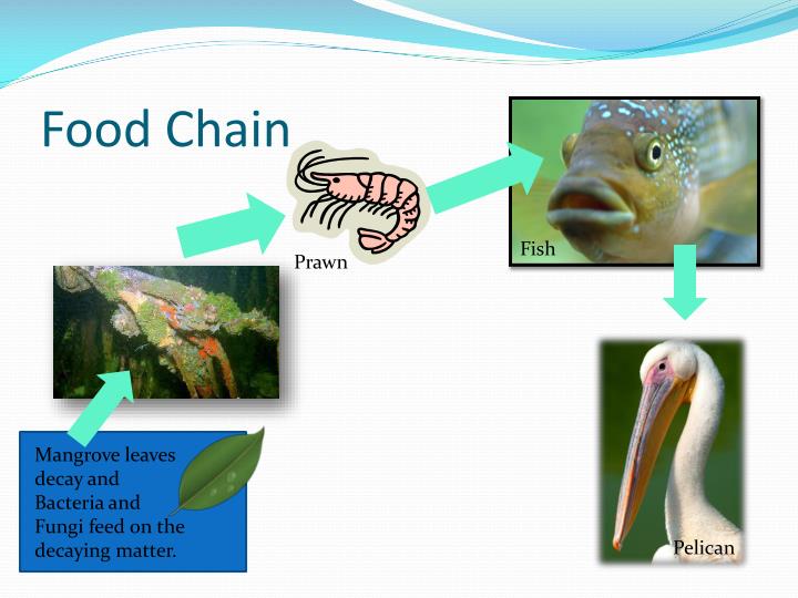 Mangroves PowerPoint Presentation Biology Diagrams