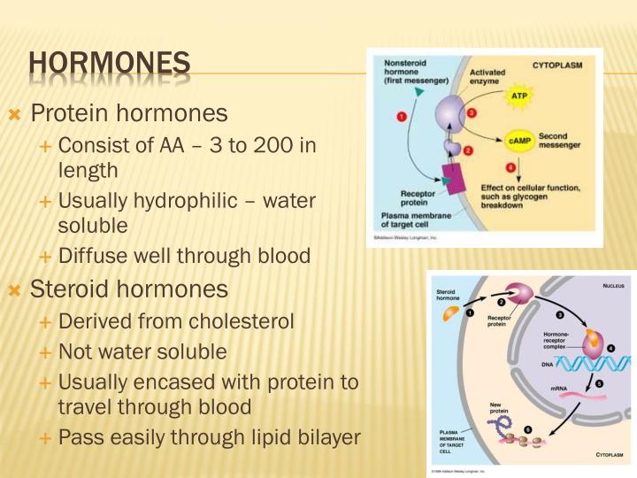 PPT - The Endocrine system http://www.youtube.com/watch?v=WVrlHH14q3o ...