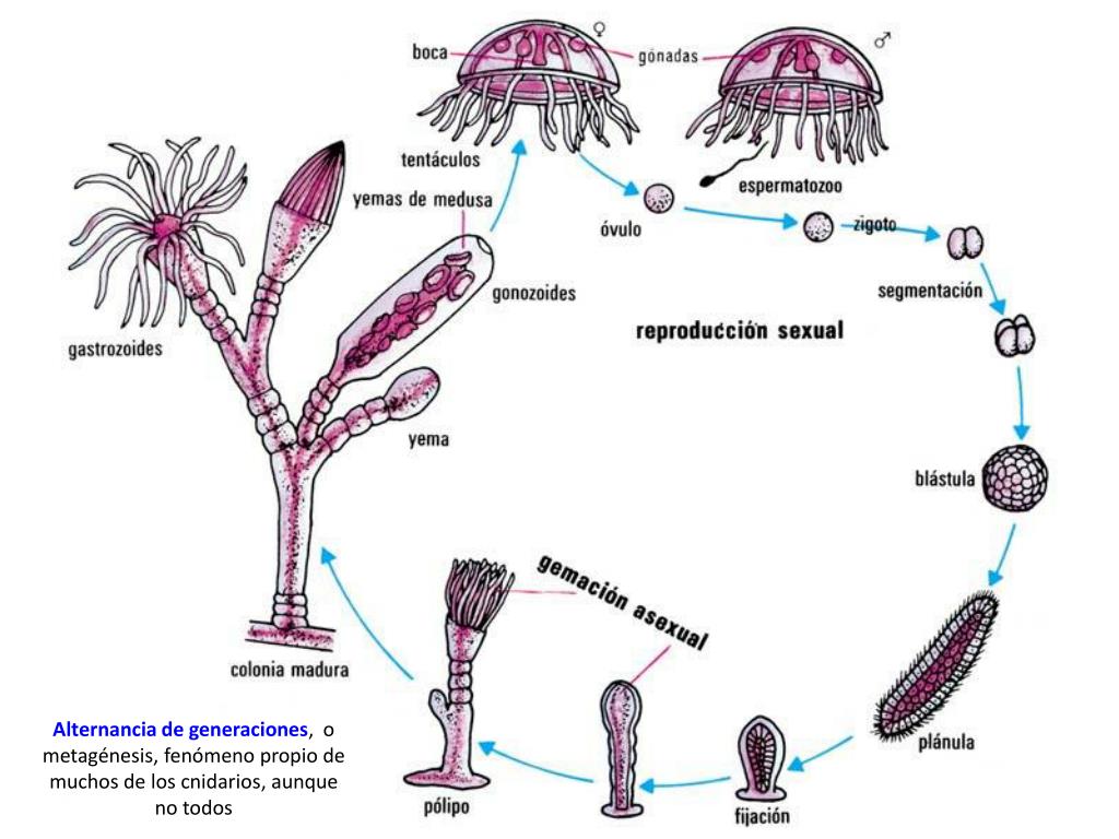 Стадия жизненного цикла медузы