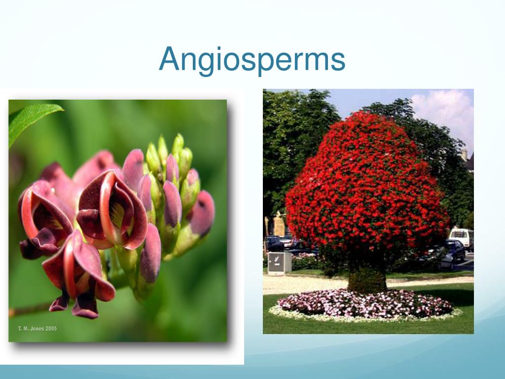 PPT - Understanding Plants: Evolution, Classification, and Adaptations ...
