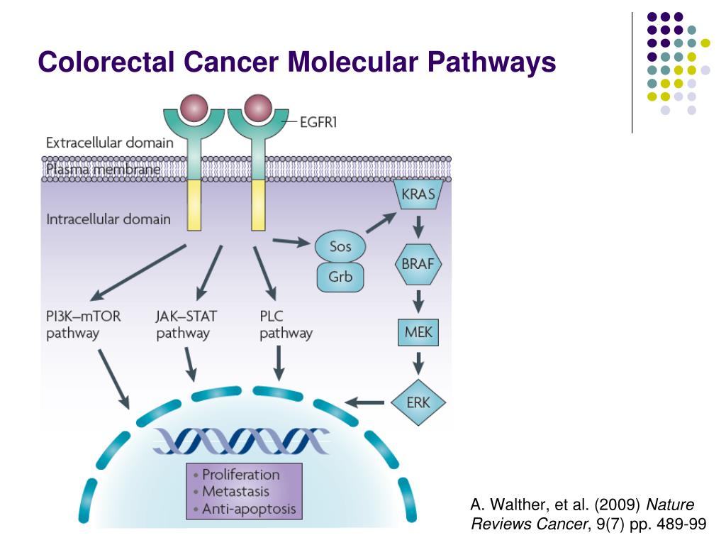 Colorectal Cancer Pathways