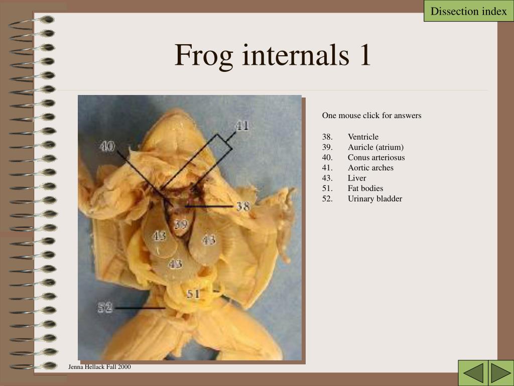 frog dissection powerpoint frog dissection powerpoint