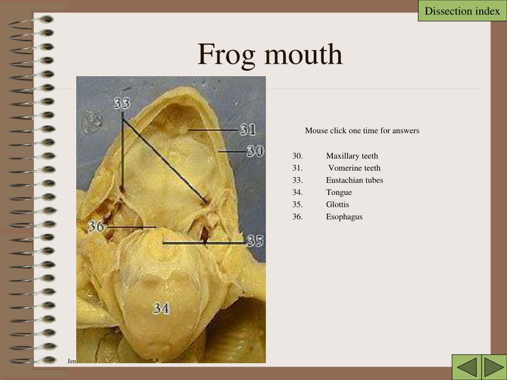 frog dissection powerpoint
