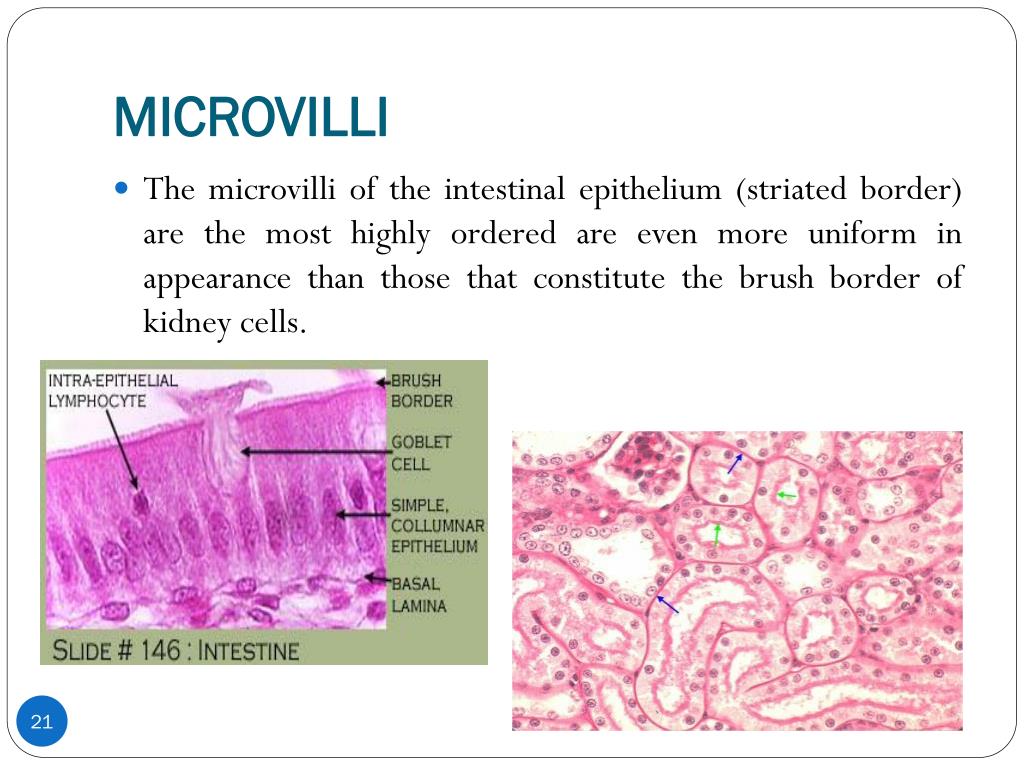 PPT - APICAL SURFACE MODIFICATIONS OF THE CELL PowerPoint Presentation