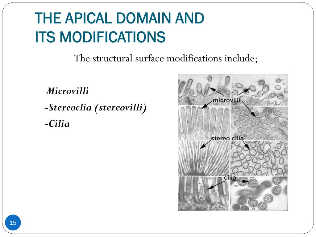 PPT - APICAL SURFACE MODIFICATIONS OF THE CELL PowerPoint Presentation