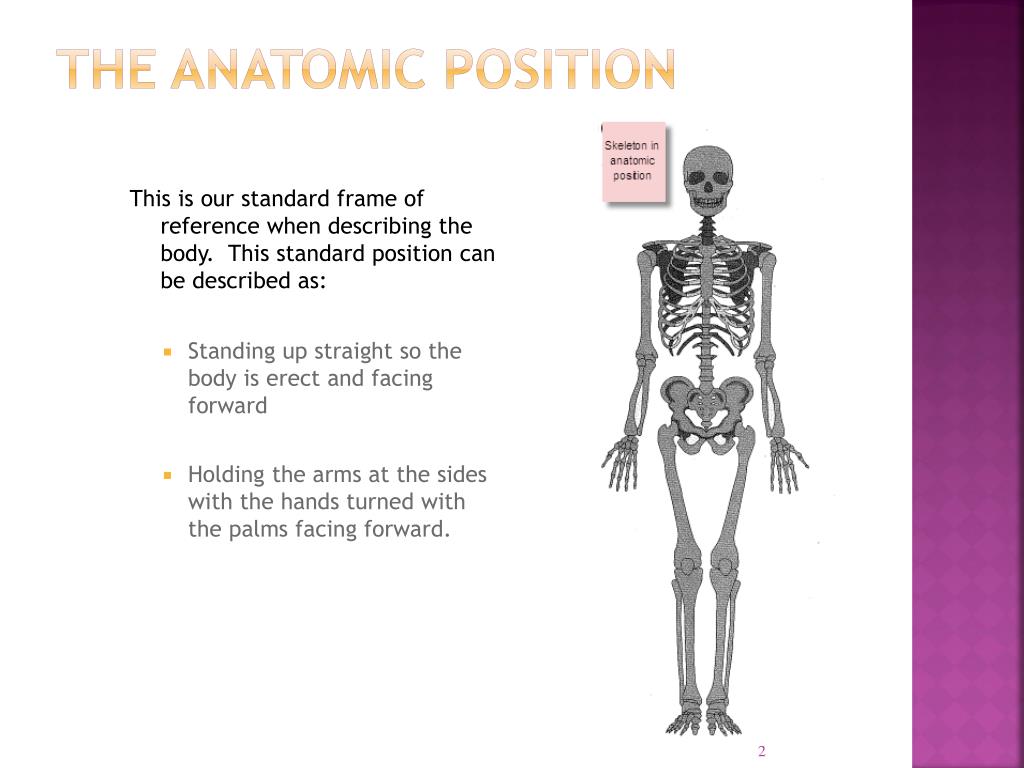Anatomical reference systems PowerPoint Presentation, free ... Biology Diagrams