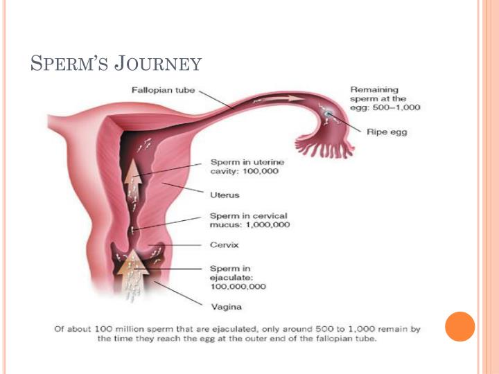 Sperm travels through - Hot porno Face fuck movies