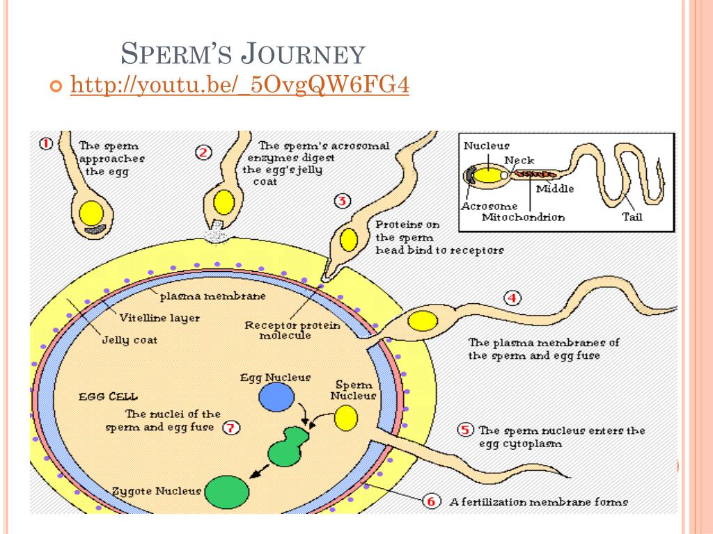 sperm start the journey in the coiled ducts of what