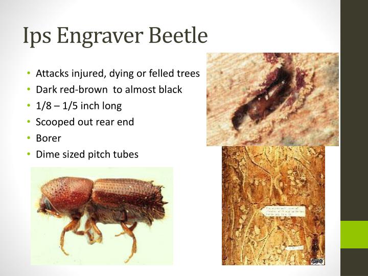 PPT - Forestry Insects PowerPoint Presentation - ID:1952350