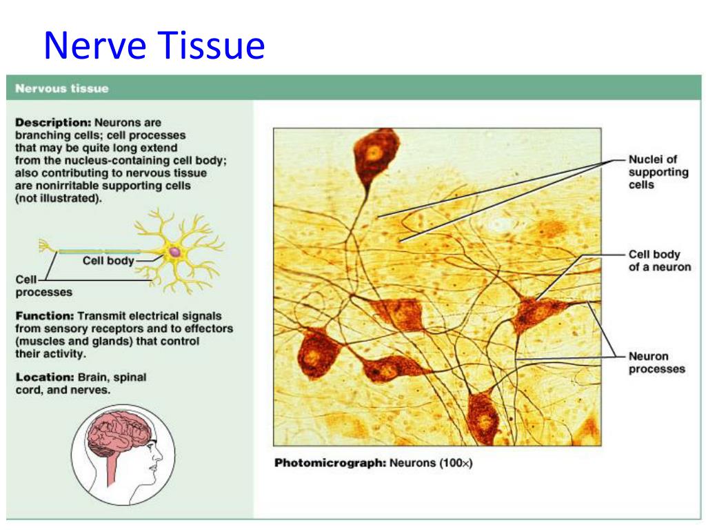 PPT - Nerve Tissue PowerPoint Presentation, free download - ID:1952429