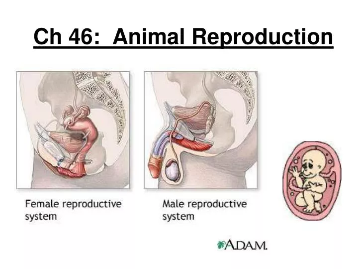 PPT - Ch 46: Animal Reproduction PowerPoint Presentation, free download - ID:1952491 PPT - Ch 46: Animal Reproduction PowerPoint Presentation, free download - ID:1952491