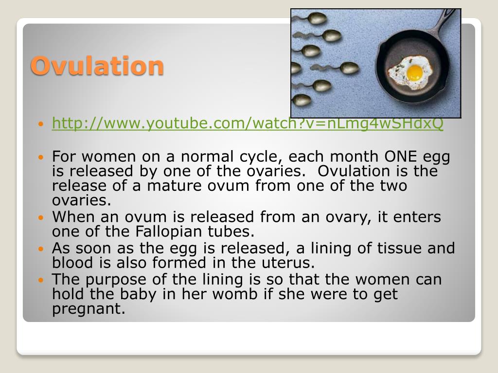 PPT - 4 Essential Stages of Female Reproduction PowerPoint Presentation ...