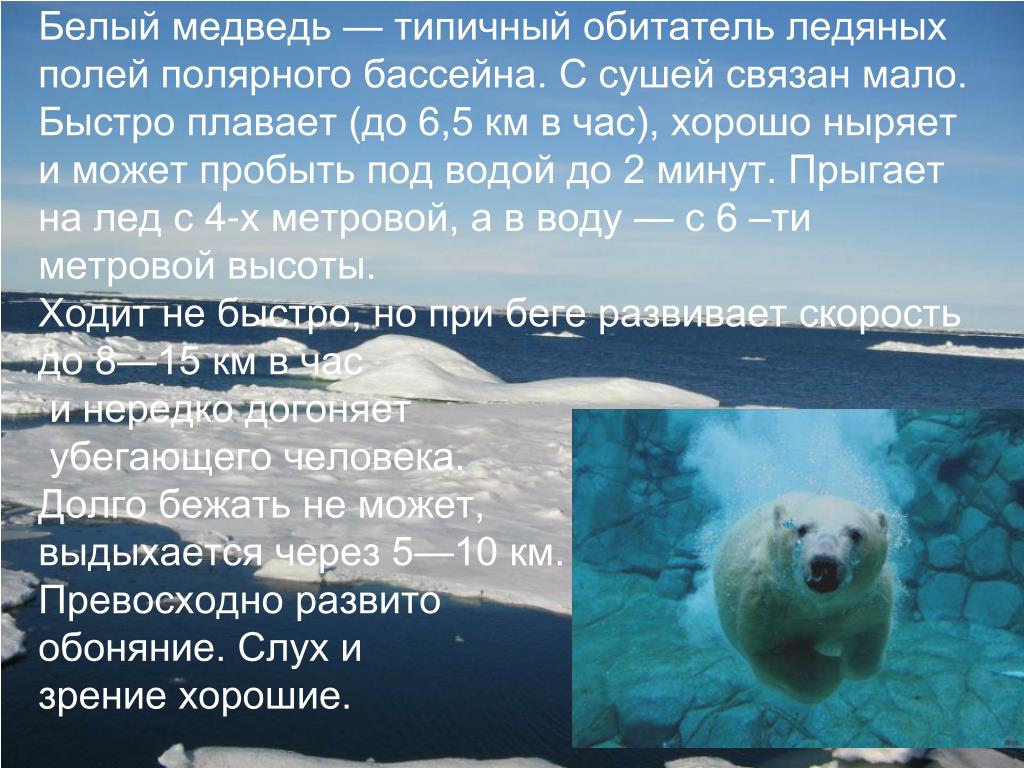 Какая скорость бега у медведя. Скорость плавания белого медведя. Скорость белого медведя. Белый медведь плавает. Продолжительность жизни белого медведя.