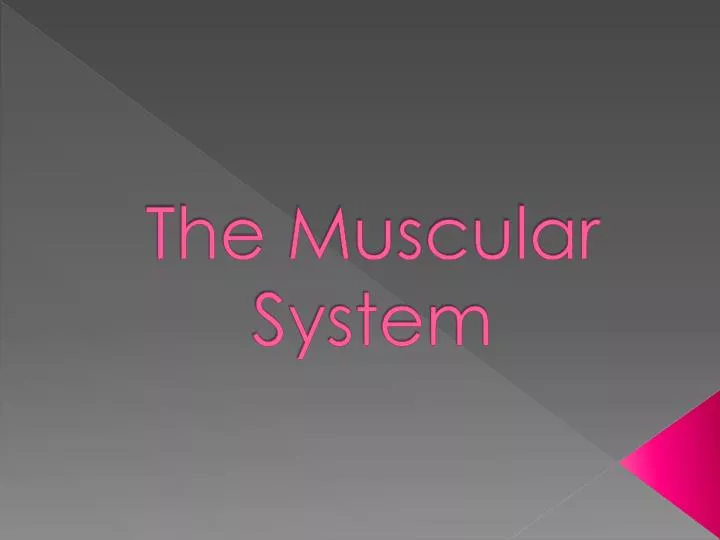 the muscular system n.