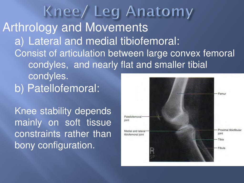 PPT - Pathomechanics of Knee Joint (part 1) PowerPoint Presentation
