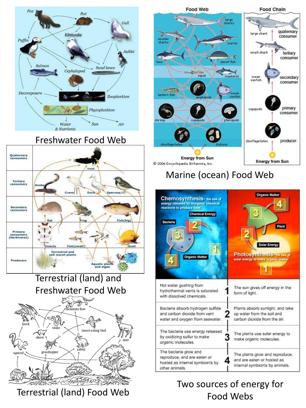 PPT Freshwater Food Web PowerPoint Presentation, free download ID
