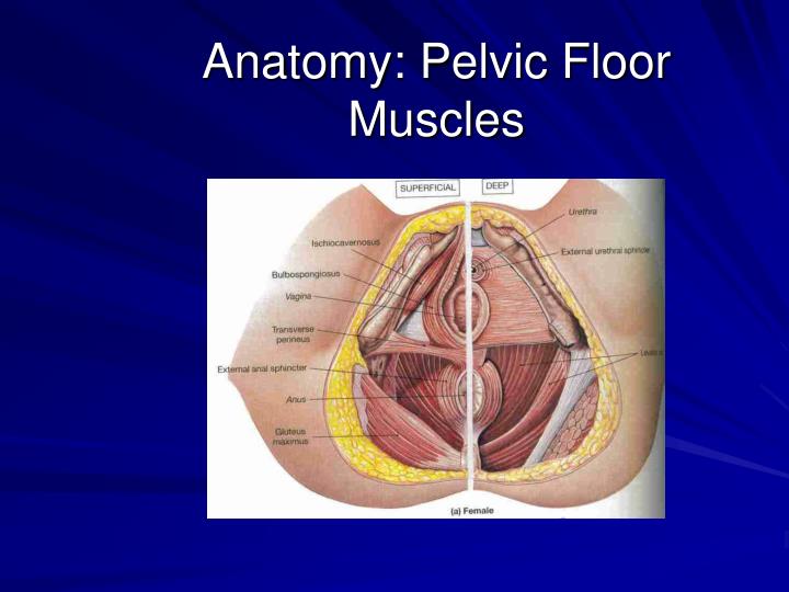 the importance of pelvic floor muscles Pregnancy incontinence is something that is often mentioned or heard about when talking about pregnancy, however many people don’t understand the real importance of the pelvic floor, and specifically why it is important to keep it strong during and after pregnancy many people are embarrassed when it comes to talking about ‘strengthening your pelvic floor. the importance of pelvic floor muscles Pregnancy incontinence is something that is often mentioned or heard about when talking about pregnancy, however many people don’t understand the real importance of the pelvic floor, and specifically why it is important to keep it strong during and after pregnancy many people are embarrassed when it comes to talking about ‘strengthening your pelvic floor.