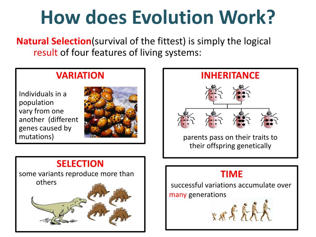 how gene selection work
