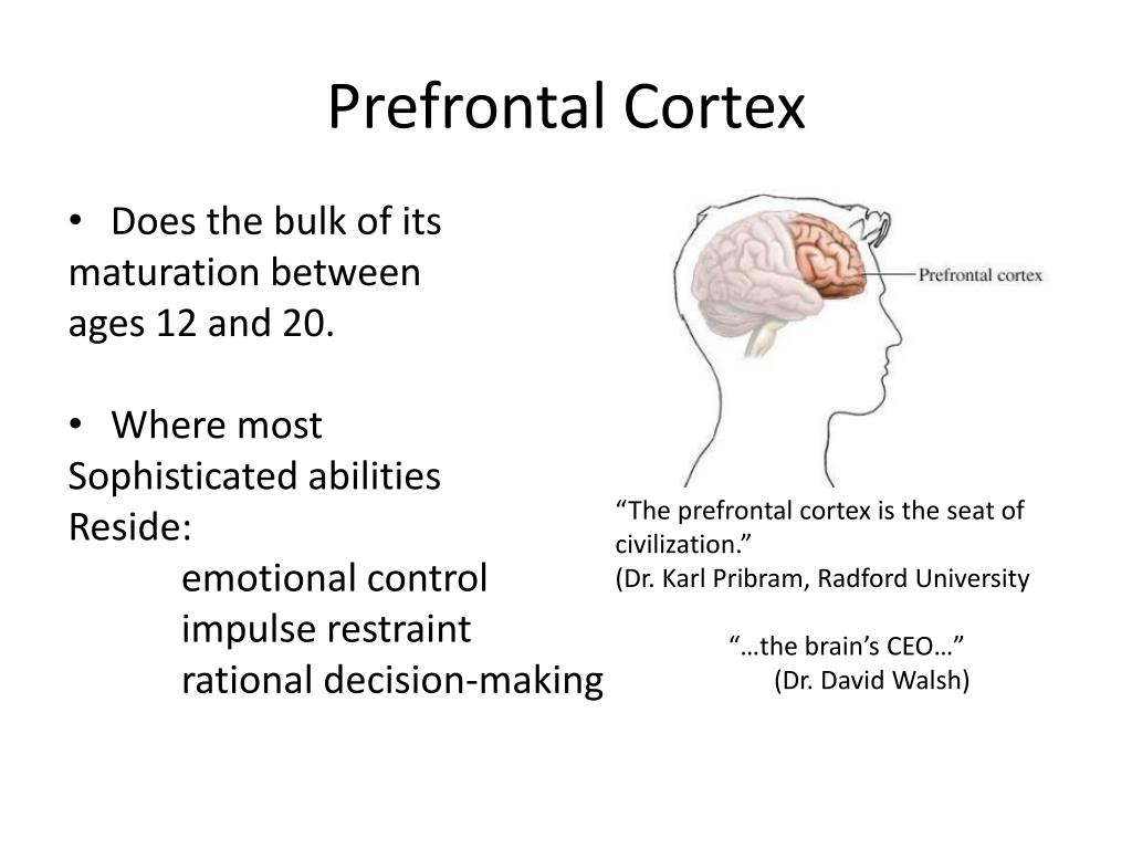 Ppt adolescent brain powerpoint presentation free download id 1955833
