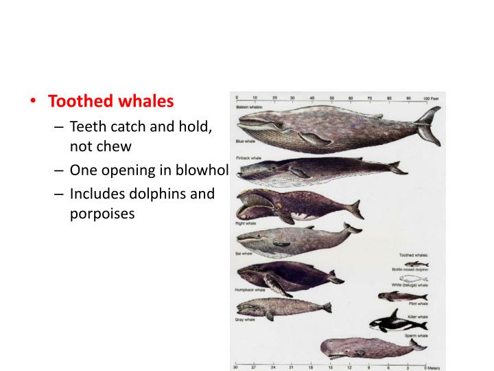 PPT - Walrus PowerPoint Presentation - ID:1956816