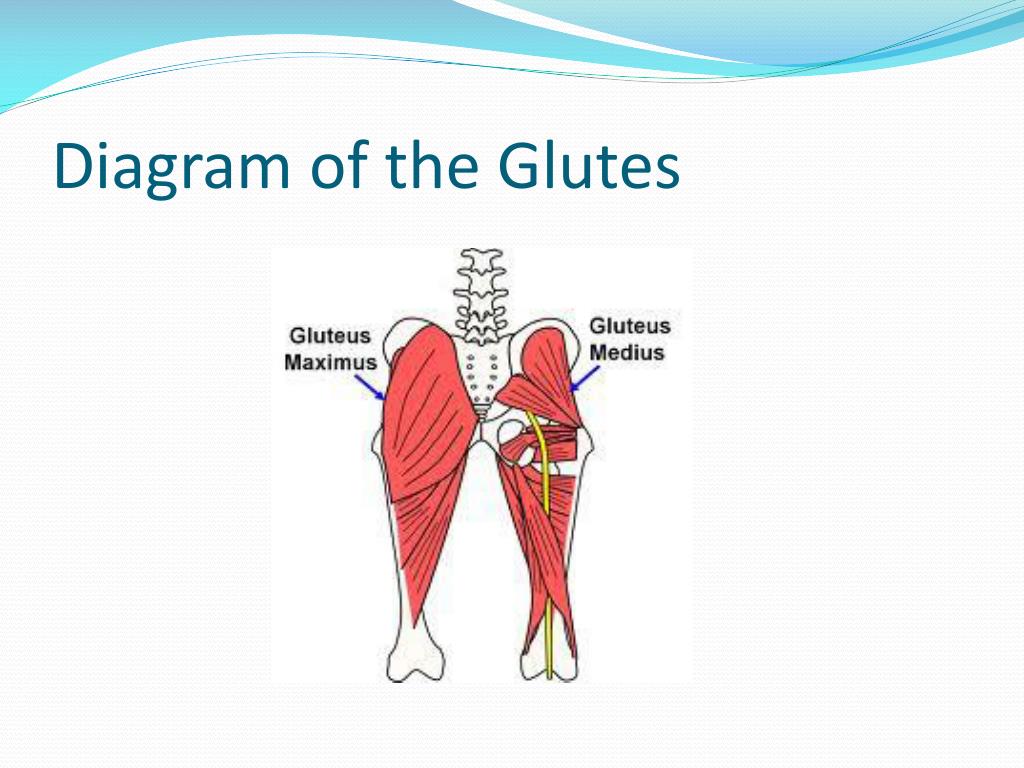 Glutes Diagram : Lunges Muscles Worked How To Variations ...