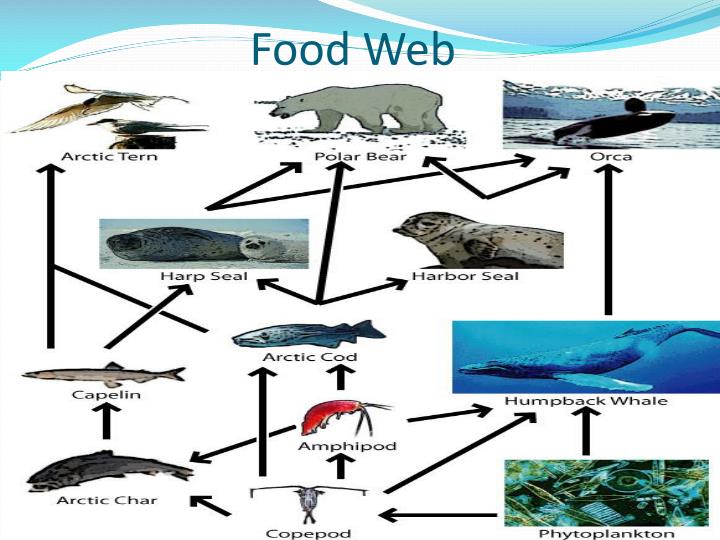Polar Bear Food Web