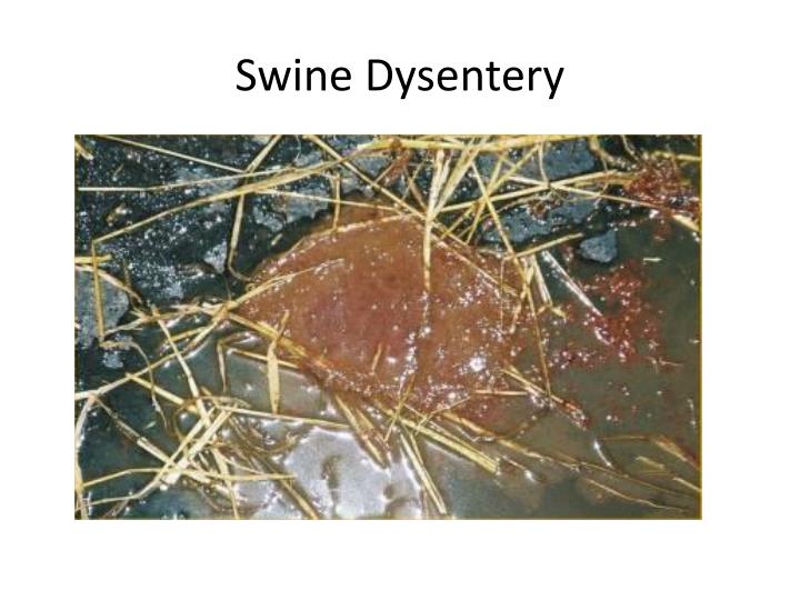 PPT Swine Health PowerPoint Presentation ID1957547