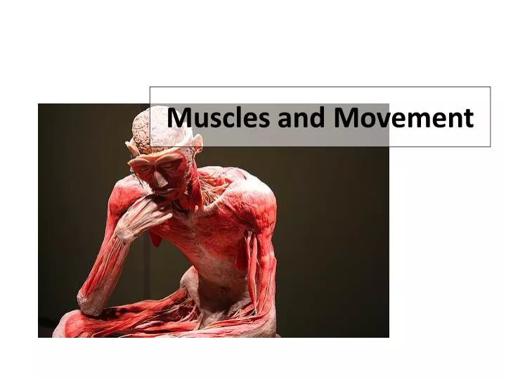 muscles and movement n.