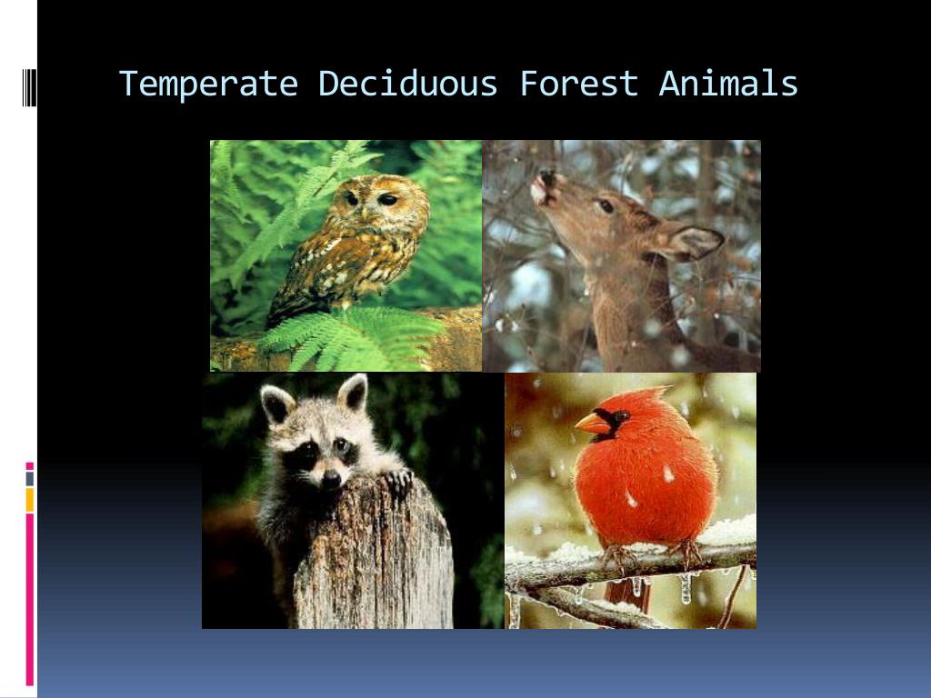 temperate deciduous forest biome animals