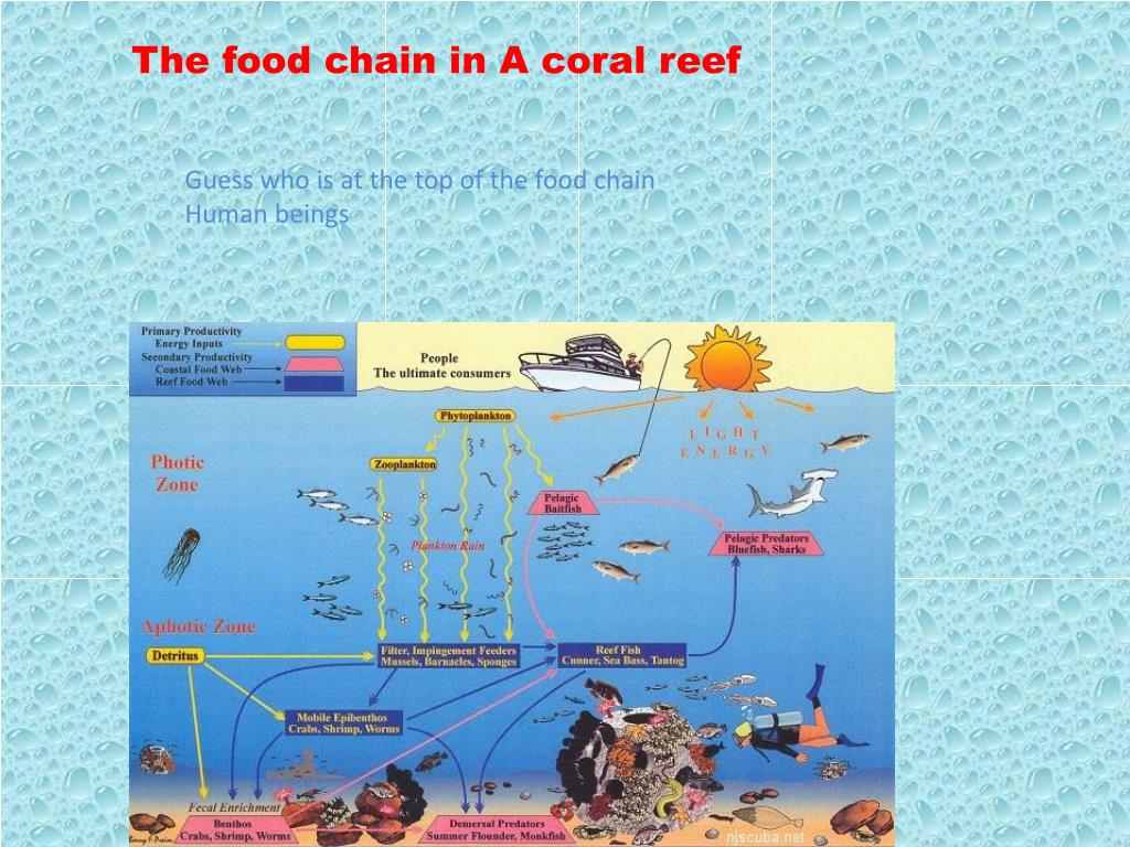 PPT - Coral reefs PowerPoint Presentation, free download - ID:1957821