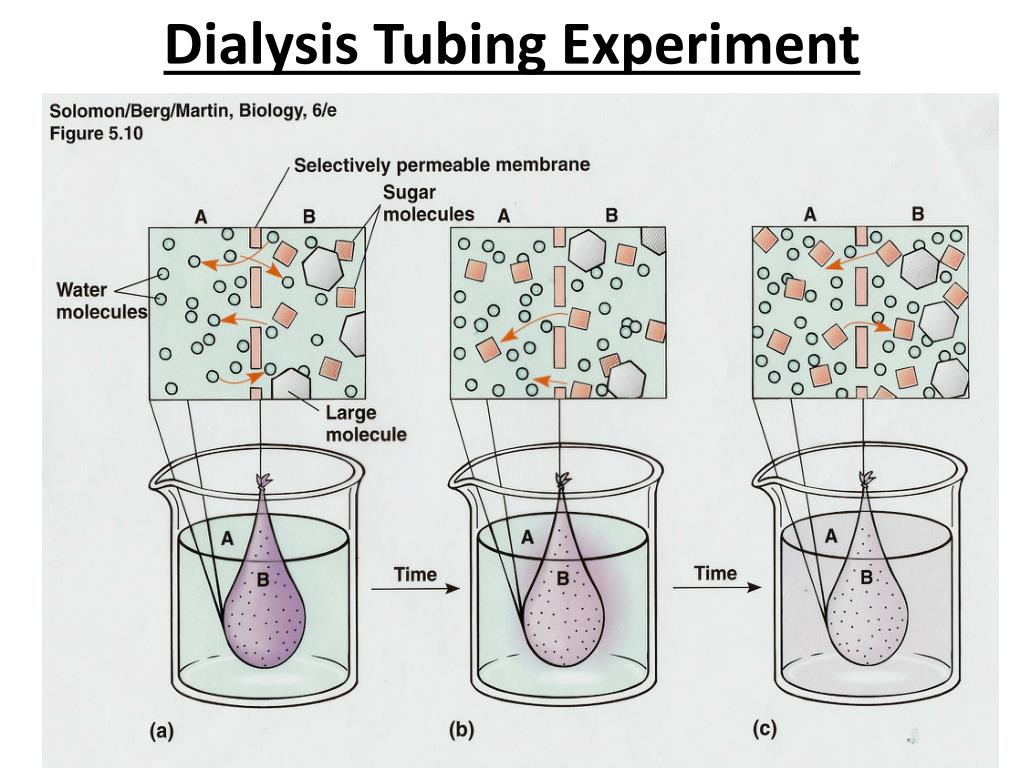 Water Potential Osmosis Experiment