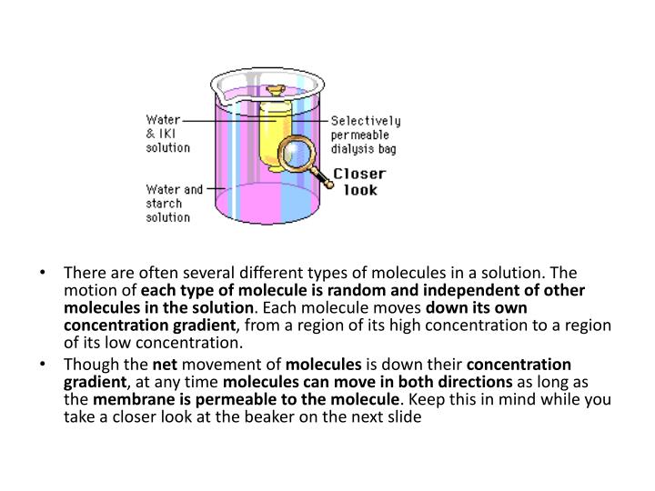 ppt diffusion osmosis water potential powerpoint presentation id iki solution
