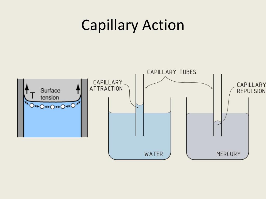 capillary actio capillary actio