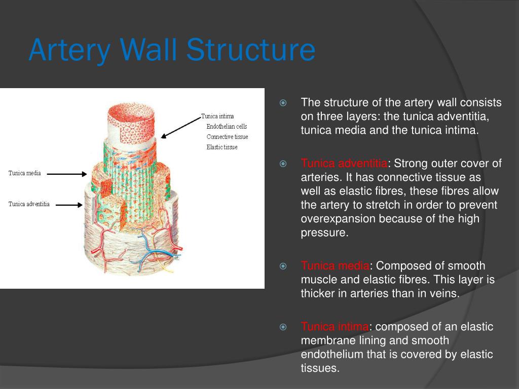 PPT Heart Structure PowerPoint Presentation Free Download ID 1958588 PPT Heart Structure PowerPoint Presentation Free Download ID 1958588
