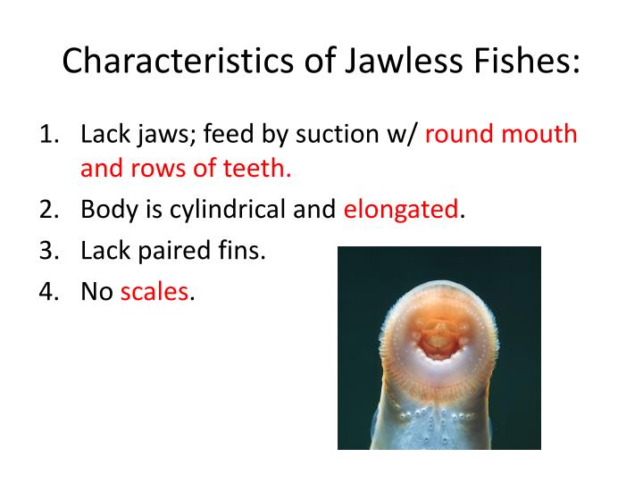 characteristics of flies characteristics of flies