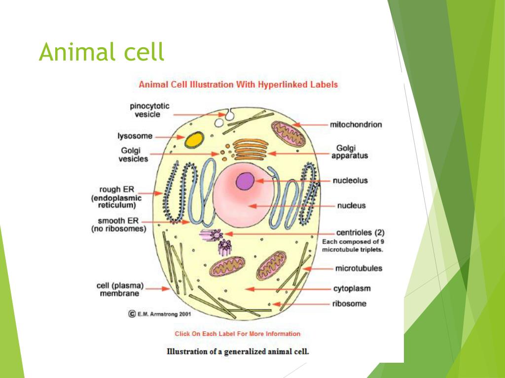 В какой клетке находится цитоплазма. Строение цитоплазмы растительной клетки. Состав цитоплазмы рисунок. Строение цитоплазмы клетки. Структура цитоплазмы клетки.