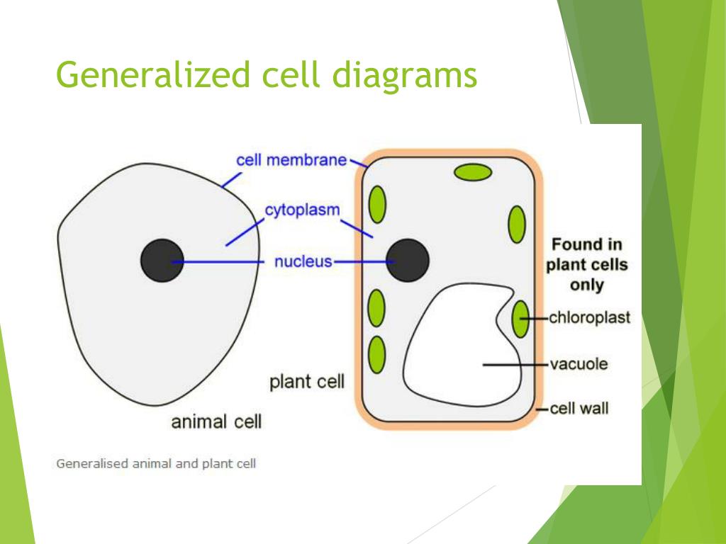 Ppt Plant And Animal Cells Powerpoint Presentation Free Download Id 1961254