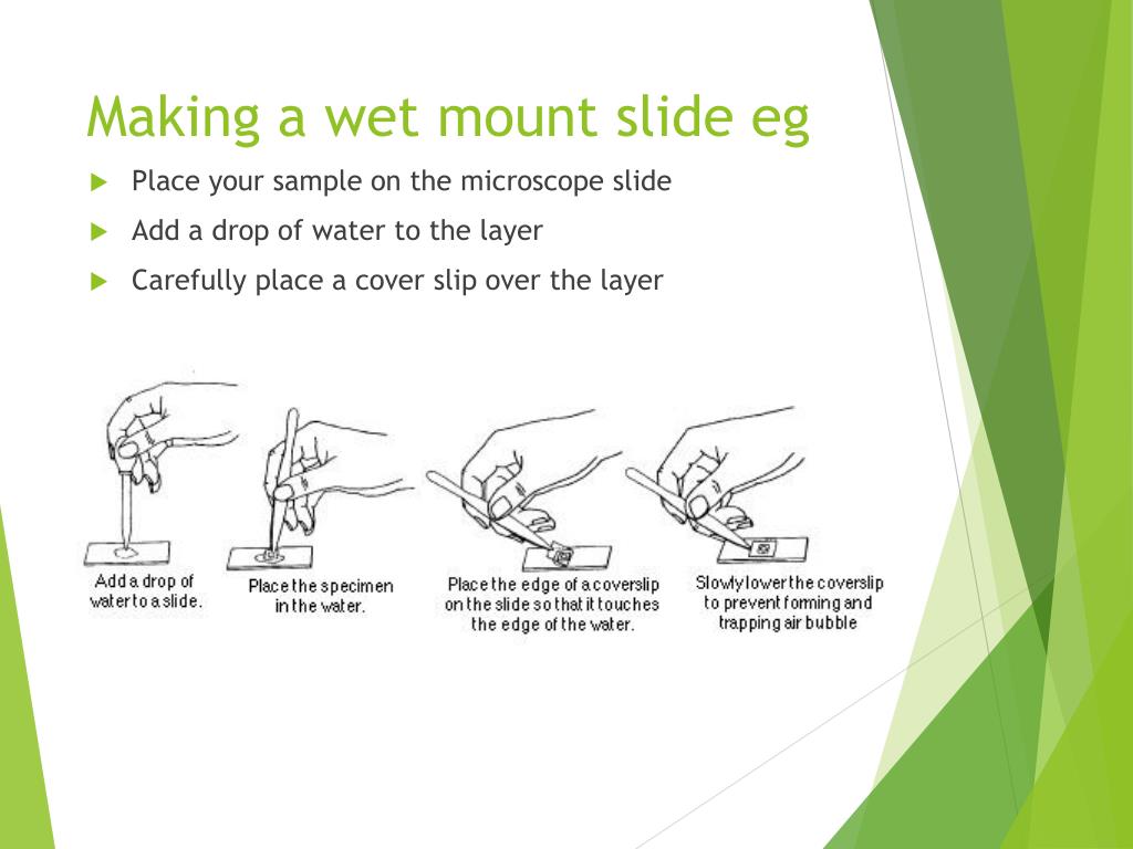 PPT Plant and animal cells PowerPoint Presentation, free download
