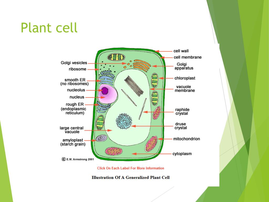 PPT - Plant and animal cells PowerPoint Presentation, free download -  ID:1961254