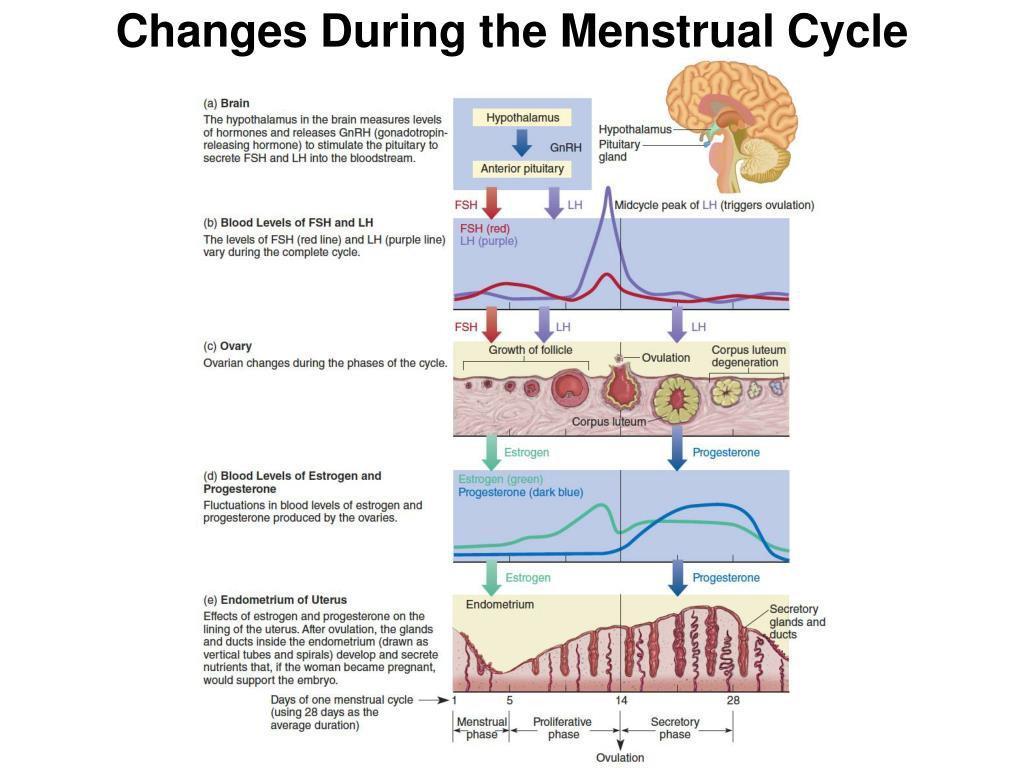 Control de regla menstrual