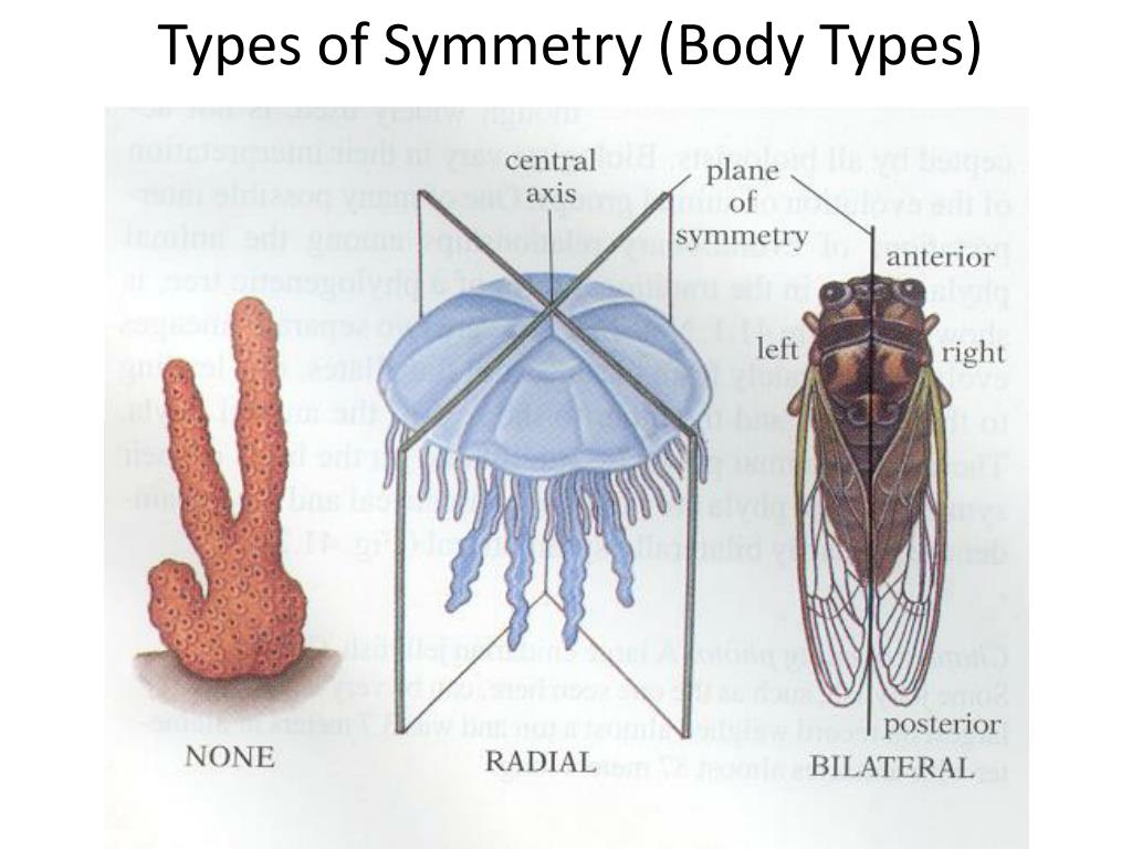 Какие бывают симметрии тела у животных