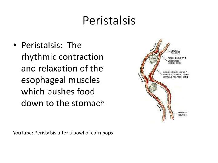 PPT Peristalsis PowerPoint Presentation ID1963070