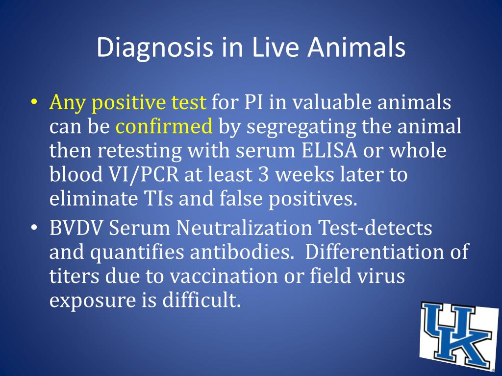 PPT - Bovine Viral Diarrhea Virus Michelle Arnold, DVM, DABVP ...