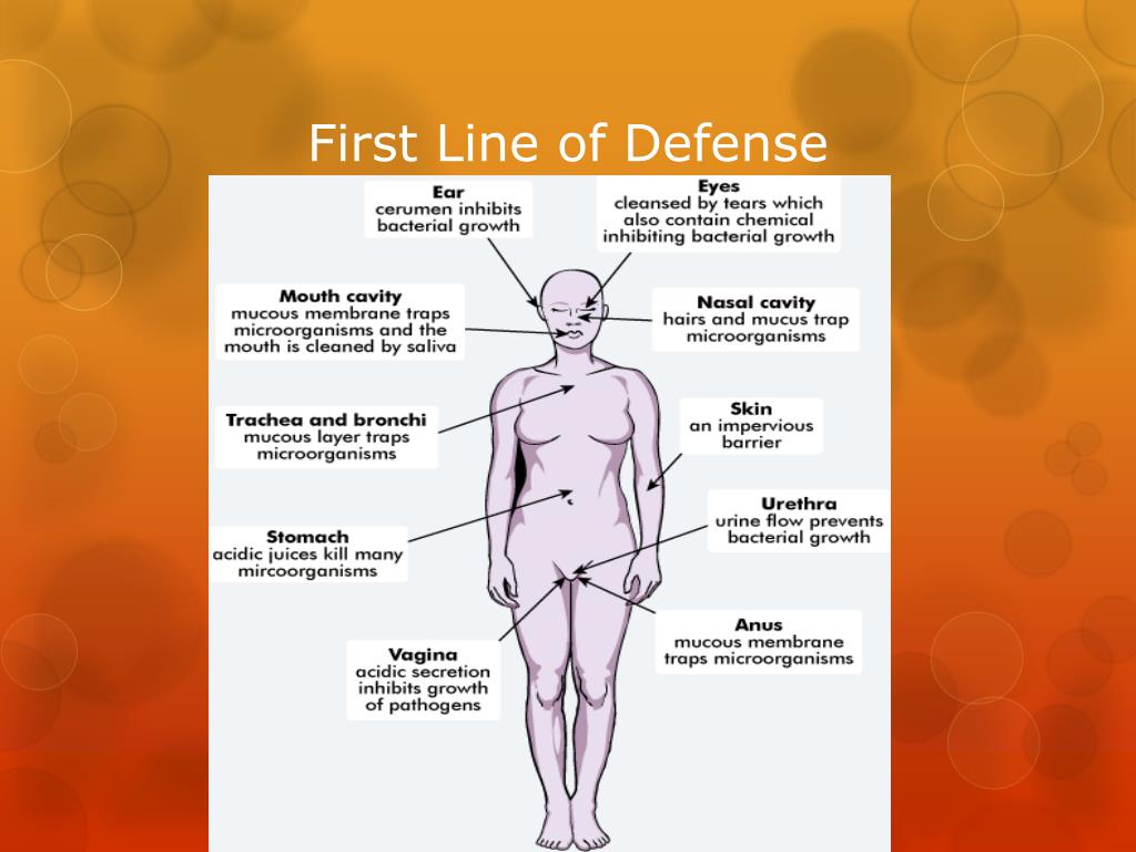 Our First Defense PPT - The Immune System Protects The Human Body 3.1 PowerPoint ...