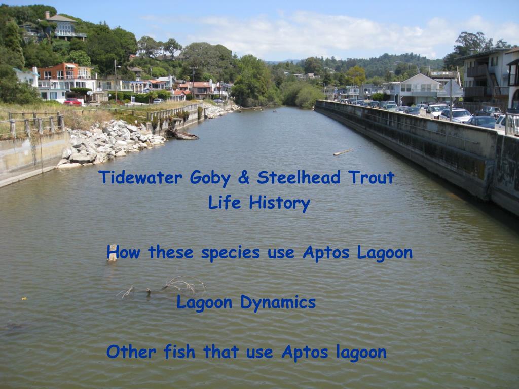 PPT - Aptos Lagoon: Habitat Use by Steelhead Trout & Tidewater goby  PowerPoint Presentation - ID:1966095