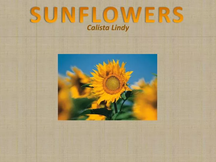 sunflowers calista lindy n.
