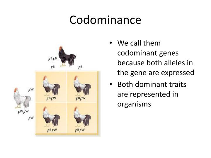 PPT - Codominance and Incomplete Dominance PowerPoint ...