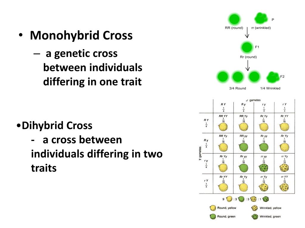 Моногибрид. Monohybrid Cross. Моногибридное скрещивание. Моногибридное скрещивание примеры. Monohybrid Crossing.